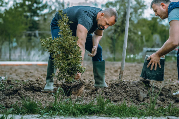 The Steps Involved in Our Tree Care Process in Orofino, ID